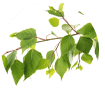 Japanese Knotweed Extract